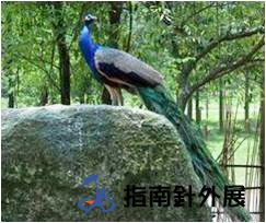 镇江江南孔雀园拓展基地