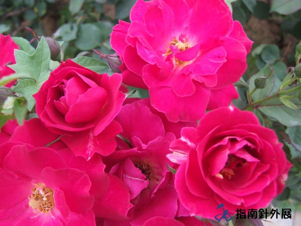 合肥植物园拓展基地