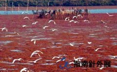 东寨港红树林(海南琼山)